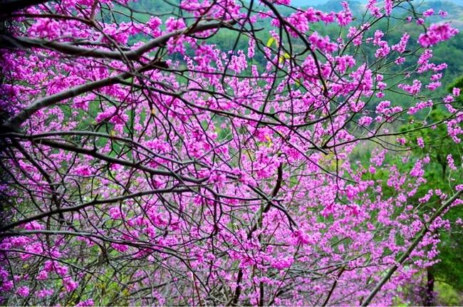 【乐行族|桃花节】3月23日/24日 遇见后岸十里桃花的三生三世,一起去