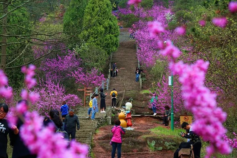 17/3.23/3.31赤城山紫荆花开,国清寺油菜花田