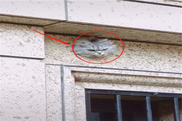原創
            網友以為牆上裝了一個貓眼監控錄影頭，走近一看，才發現是只真貓 未分類 第3張