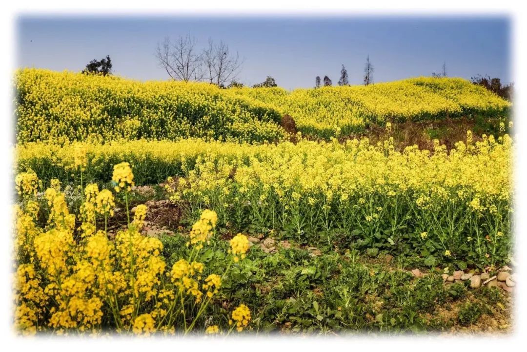 [作品分享]梦里水乡|乡村油菜花