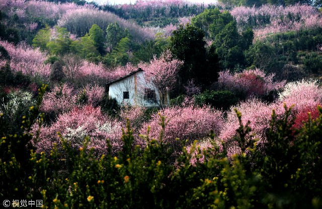 暗香浮动花开早初春打卡江南赏梅胜地 梅花