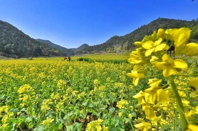 台州这20处绝美花海,撑起了整个春天的颜值,一起去拍大片去!_临海