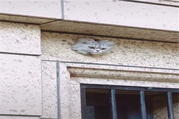 原創
            網友以為牆上裝了一個貓眼監控錄影頭，走近一看，才發現是只真貓 未分類 第1張