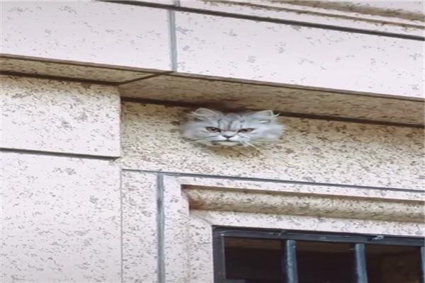原創
            網友以為牆上裝了一個貓眼監控錄影頭，走近一看，才發現是只真貓 未分類 第2張
