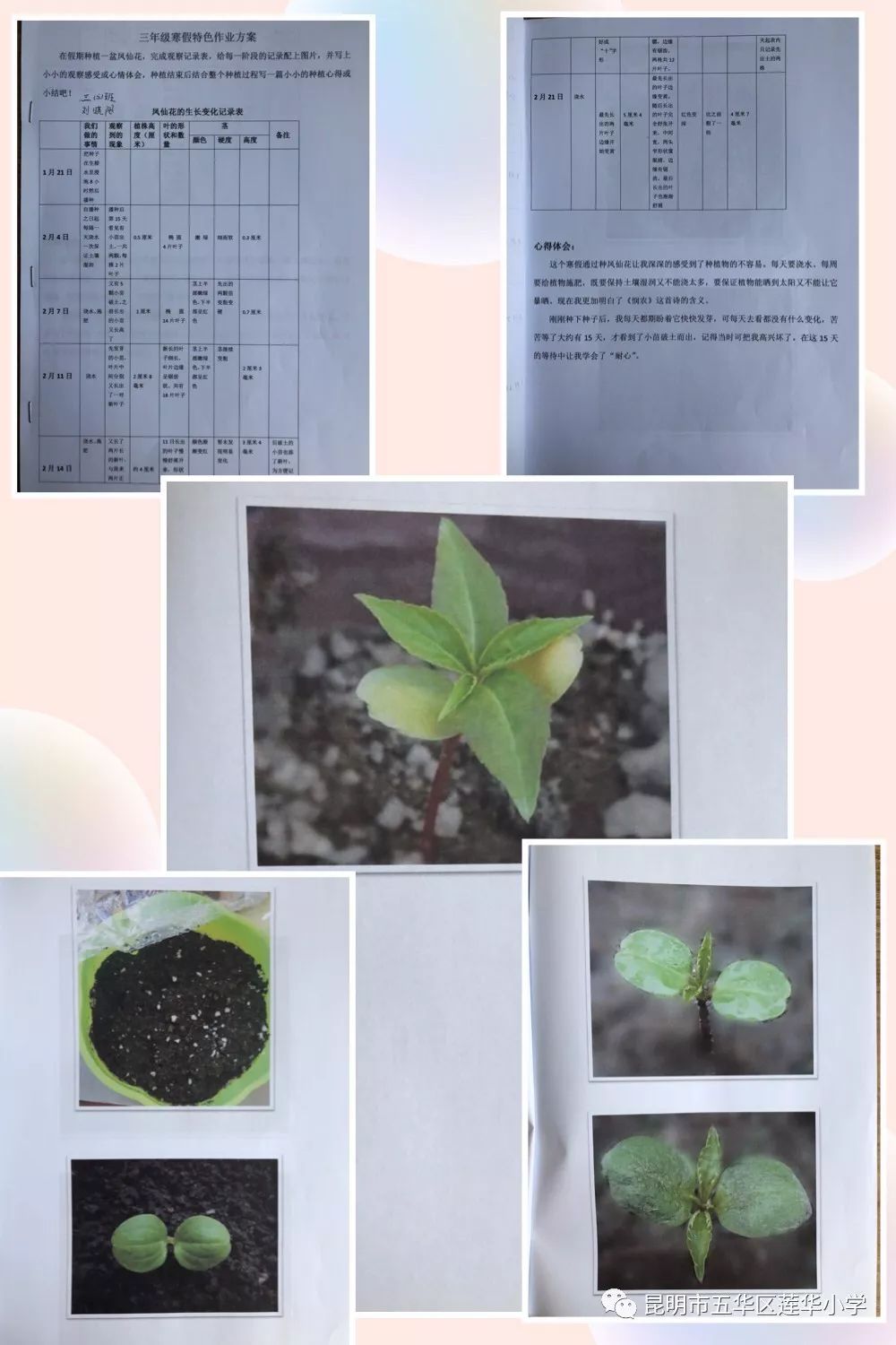 动手——在假期种植一盆凤仙花;观察——仔细观察并记录下凤仙花每个