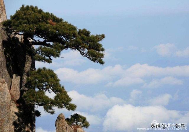 但说到树,首先想到是的是总是:  泰山顶上一青松.