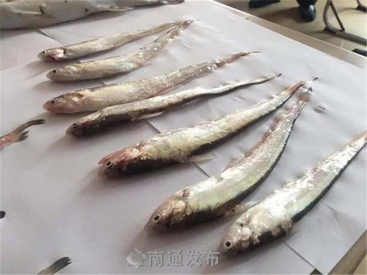 长江南通段禁渔期"第一枪!一"窃刀鱼团伙"落网