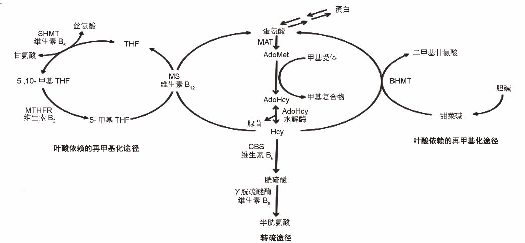 同型半胱氨酸(hcy)是人体必需的蛋氨酸在代谢过程中的中间产物,在正常