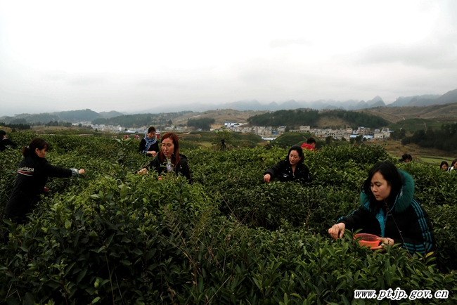 一壶春茶 一个产业"都匀毛尖·平塘甲茶—贵州春茶第一壶"春茶