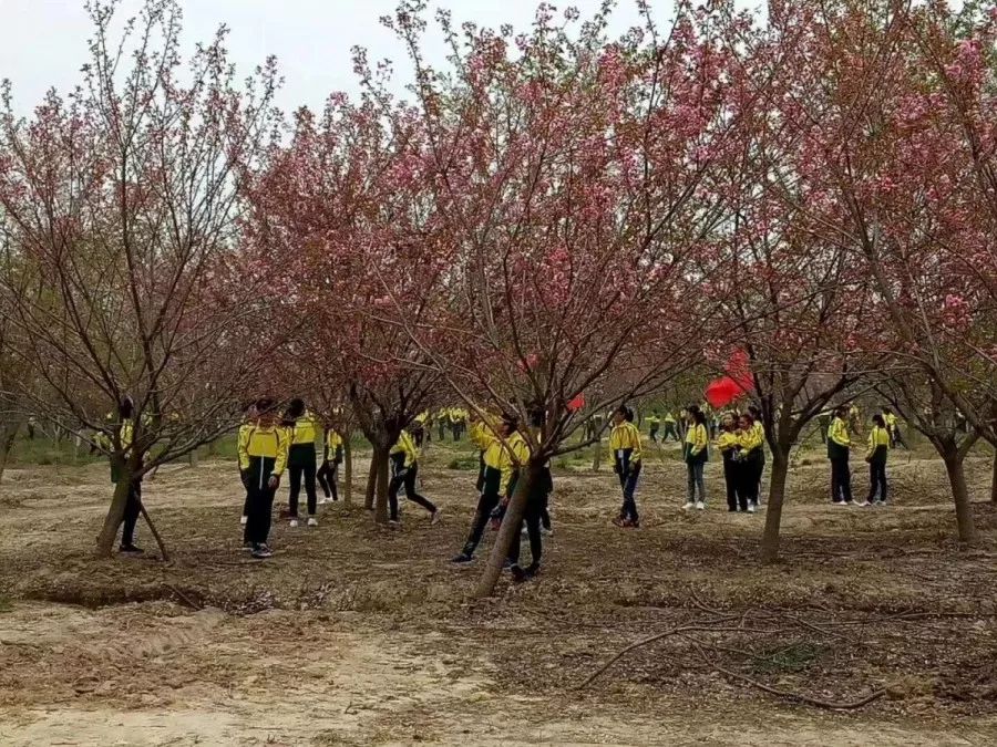 合肥长丰现5000亩"樱花小镇",3月樱花就将漫天飞舞…_义井乡