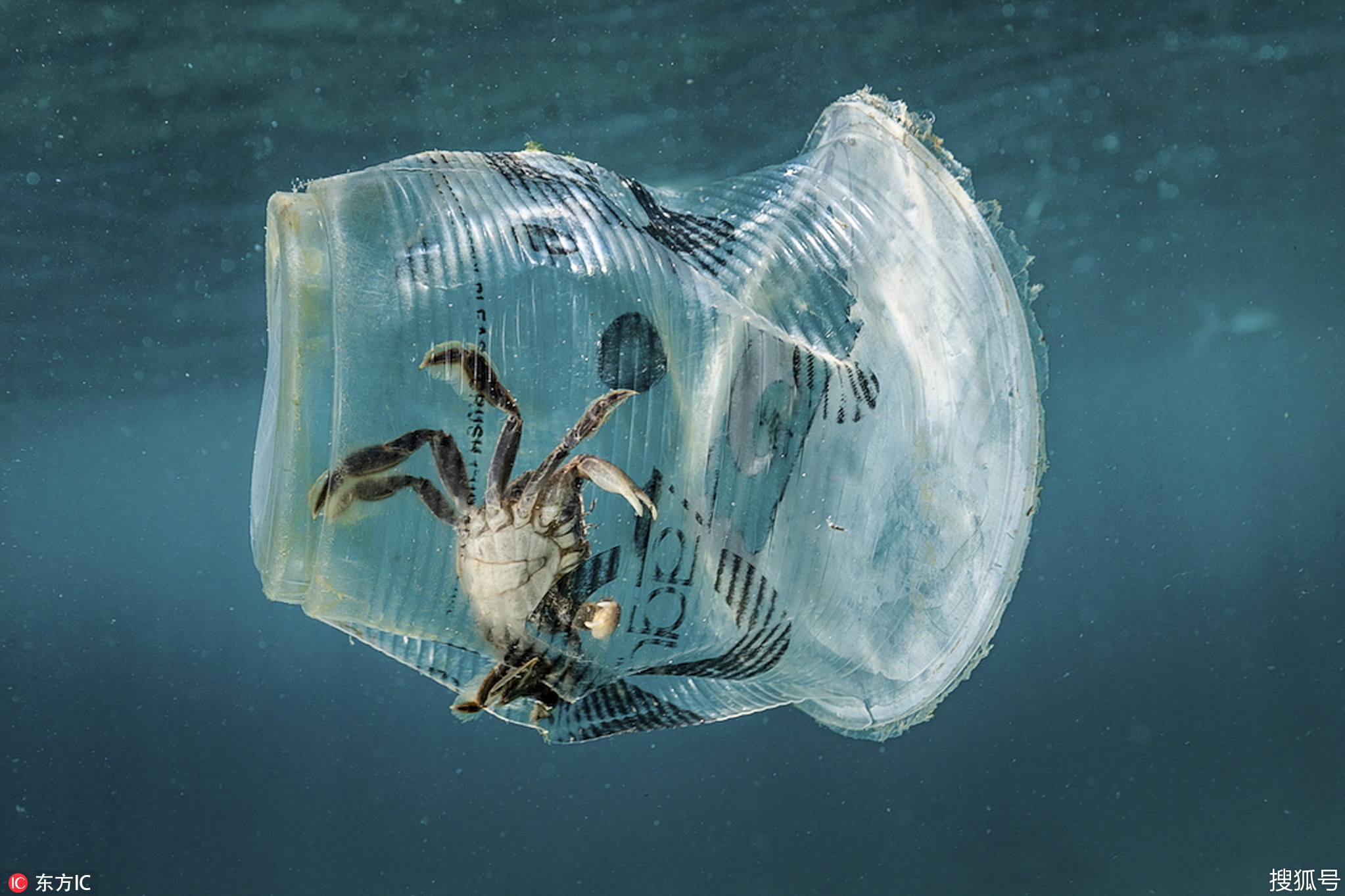 菲律宾:塑料垃圾污染严重 海洋动物面临致命陷阱
