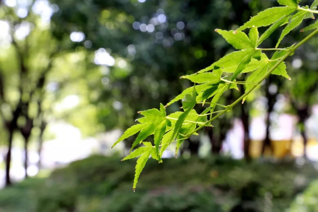 植树节之际,一起来这20余所高校走一走,看看早春美景