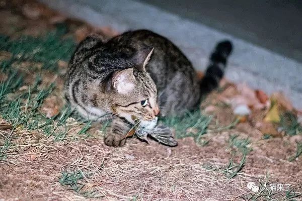 原創
            澳大利亞野兔泛濫成災，為何不引入貓科動物中最愛吃野兔的猞猁？ 寵物 第3張