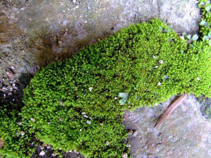 咏苔藓诗词精选三十五首 苔花如米小,也学牡丹开