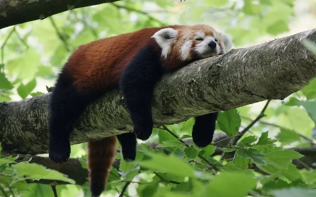 小熊猫 它瞪着明亮澄澈的大眼睛 "略略略～" 睡觉时 还特别喜欢挂在树