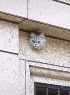 原創
            網友以為牆上裝了一個貓眼監控錄影頭，走近一看，才發現是只真貓 未分類 第4張
