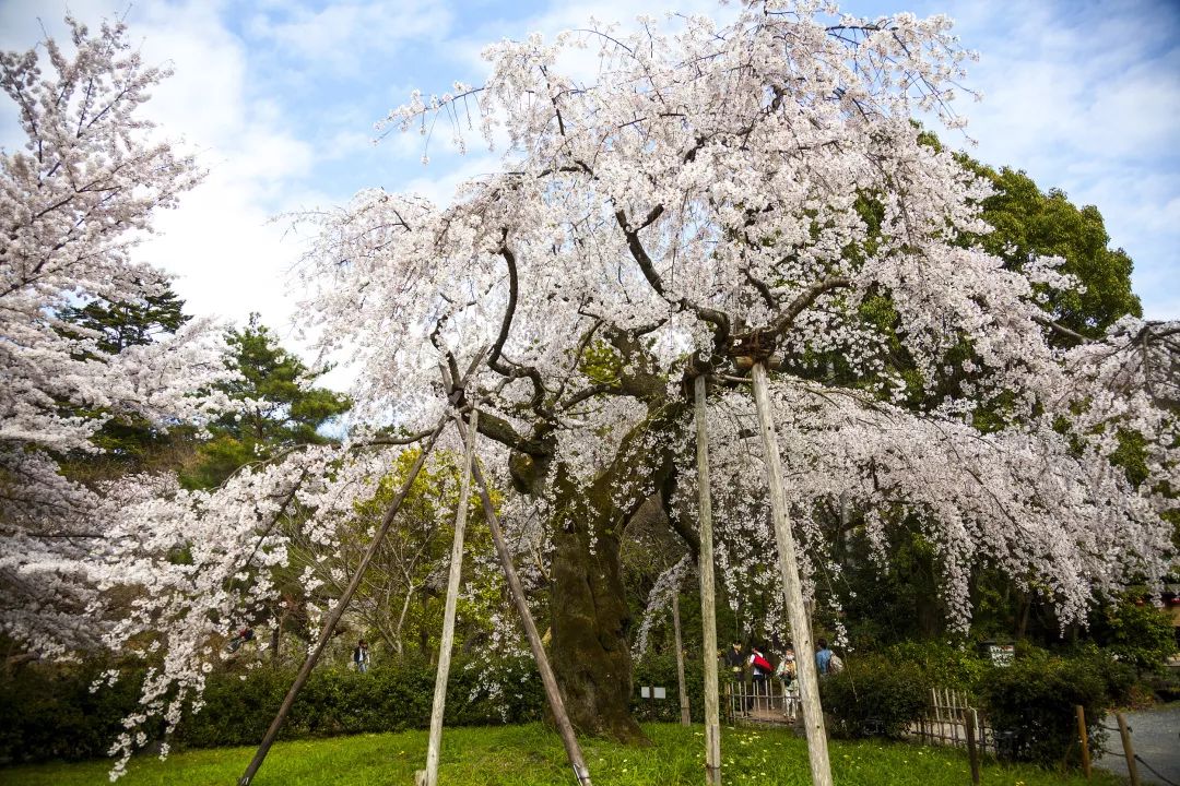 为什么今年春天,大家都跑去了北海道?