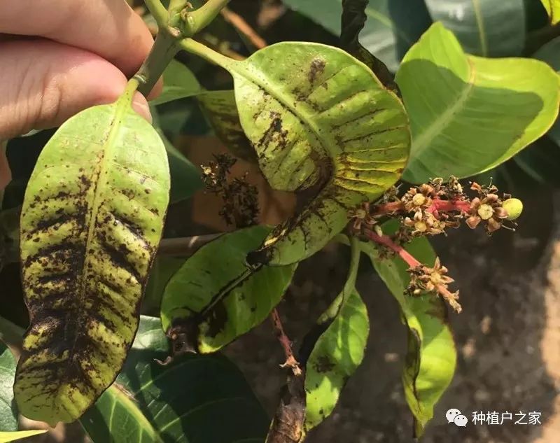 3月芒果管理:保花保果是重点,病虫害防治最关键