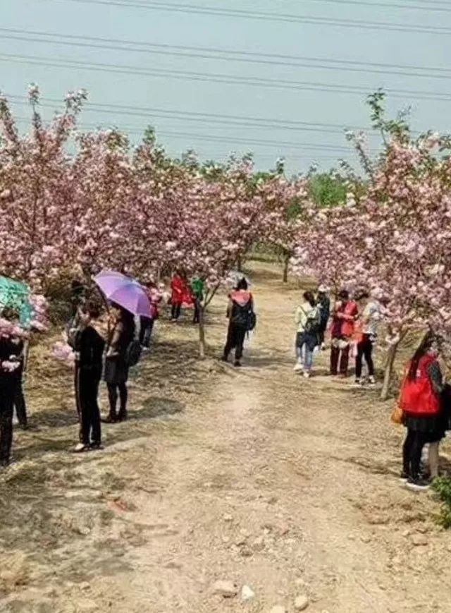 合肥长丰现5000亩"樱花小镇",3月樱花就将漫天飞舞…_义井乡