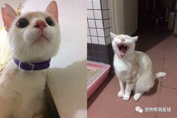 趁家人不注意 98岁奶奶竟偷偷甩起逗猫棒 猫咪 成功收服 格斯