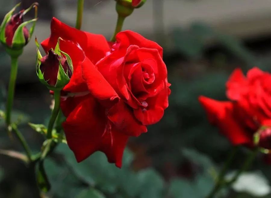 长久以来,玫瑰就象征着美丽和爱情.