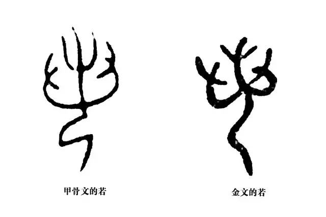 我们看若的字形,在甲骨文和金文字形里,若字就是一个伸出两只手去择菜