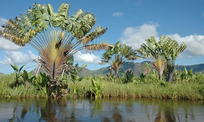 旅人树,孔雀树,原产于非洲马达加斯加岛,马达加斯加人民它誉为国"树"