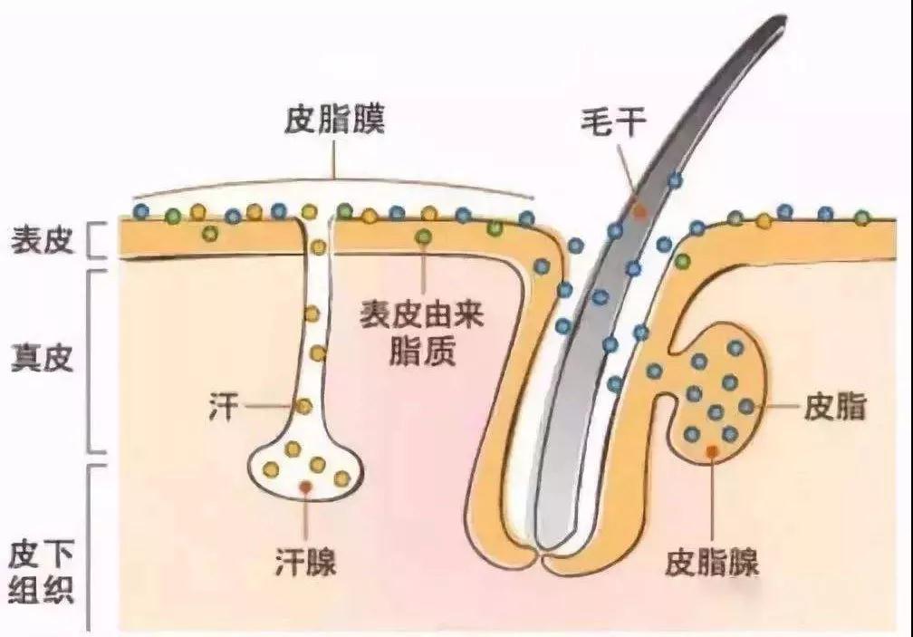 分泌出的少量油脂和汗液,还会结合乳化后还会形成一层皮脂膜,有超强的