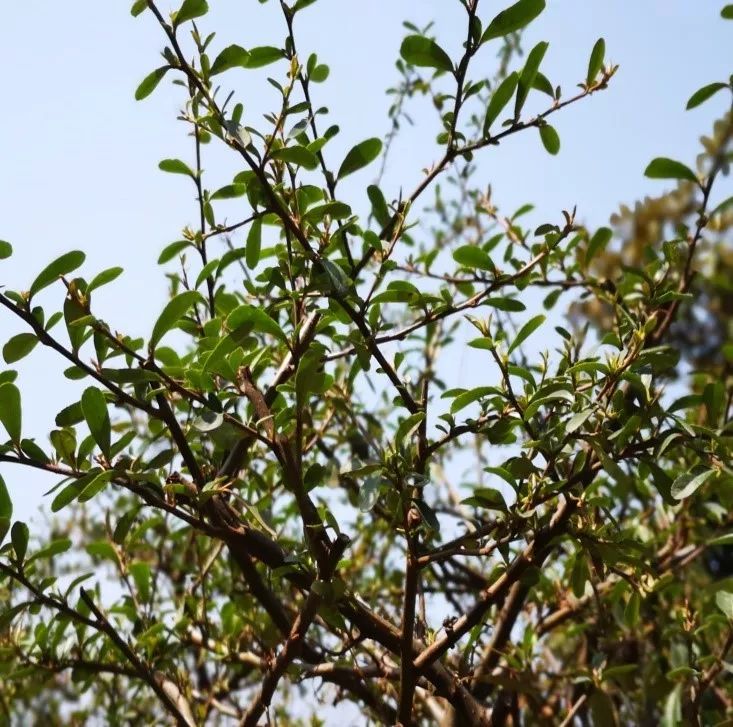 植树节,小团子带你逛校园