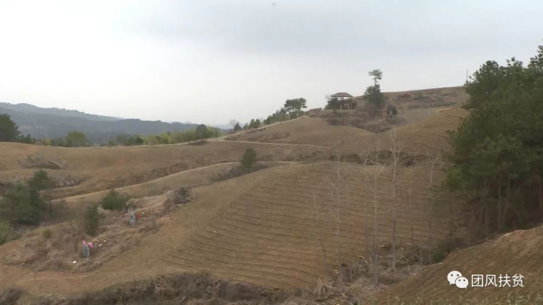 关注|叶家冲村:早春忙栽"致富树"_杜皮乡