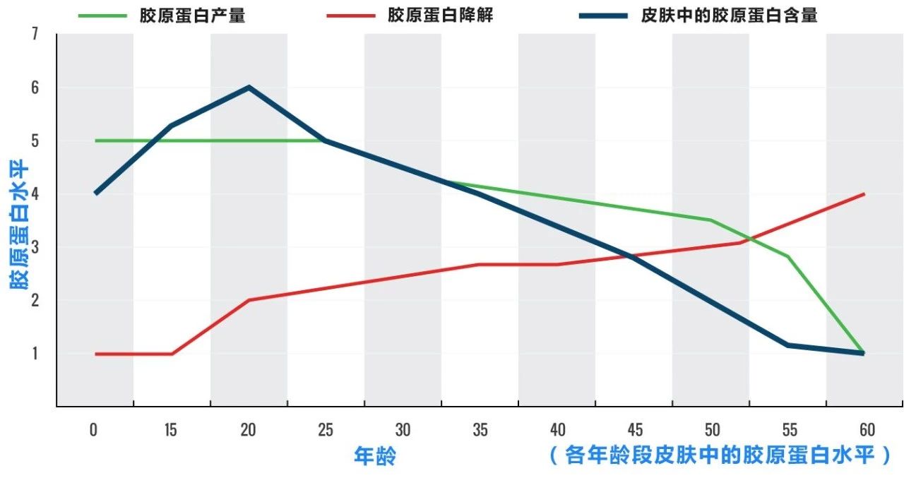 ▼胶原蛋白随年龄流失曲线图40岁时仅剩20岁的40(细纹密集增加,脸部