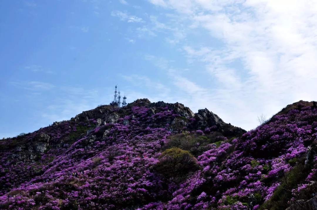 此基础上 又增加了黄杨杜鹃,红枫杜鹃 达里香杜鹃,淀川杜鹃4个新品种