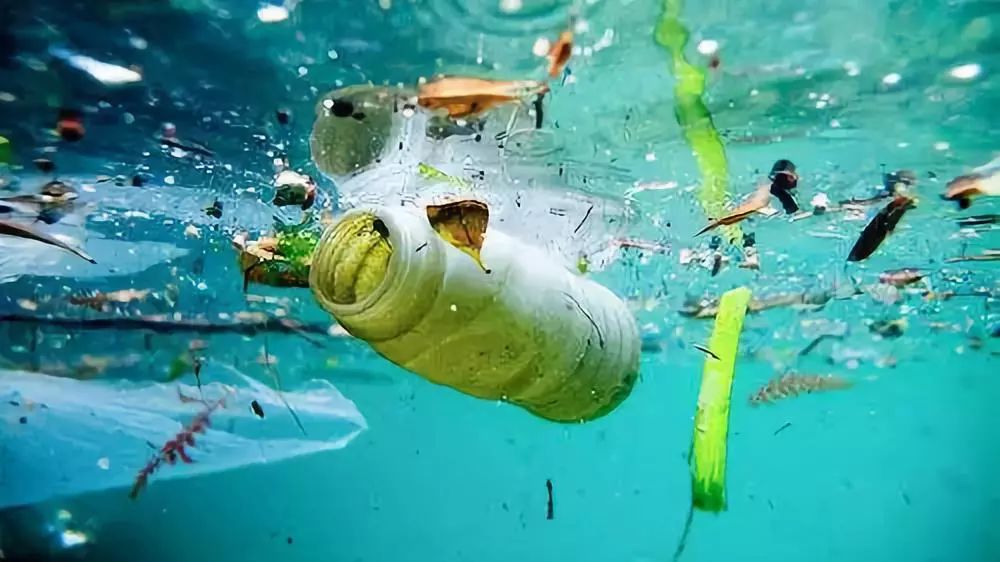 【环保知识】海沟最深处,生物也在吃塑料,地球已经没有无污染的海洋了