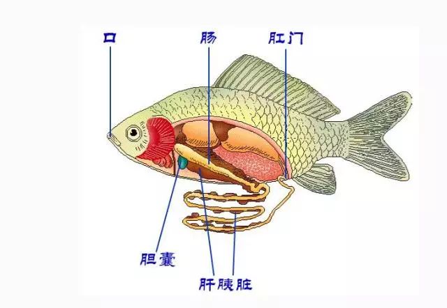 康洁鱼类的消化系统构造