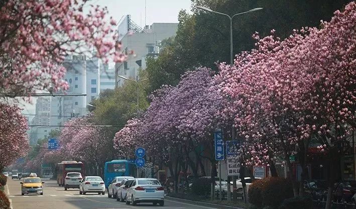 美爆了临海这条网红花街快和你的ta约起来