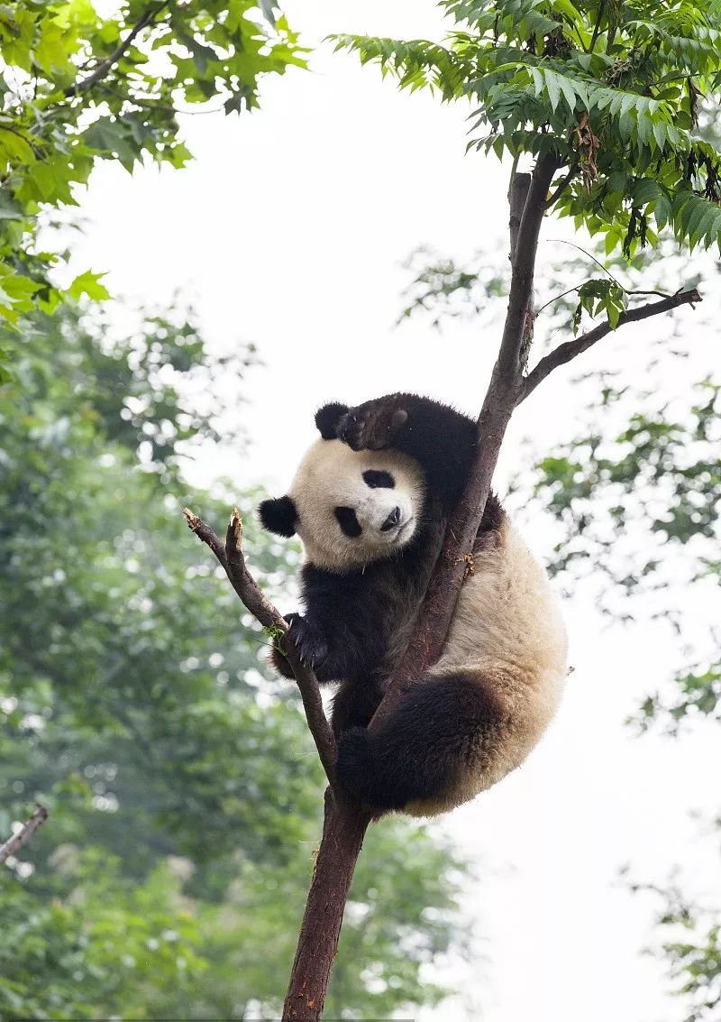 据介绍,秦岭大熊猫主要分布在秦岭中段的南坡区域,范围包括汉中,安康