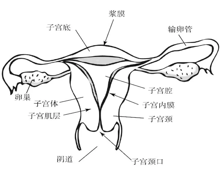 期间, 廖秦平教授以《女性生殖道感染的危害与自我预防》为题,带来