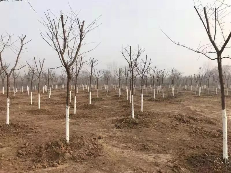 花石桥村人口_丰县梁寨石桥村