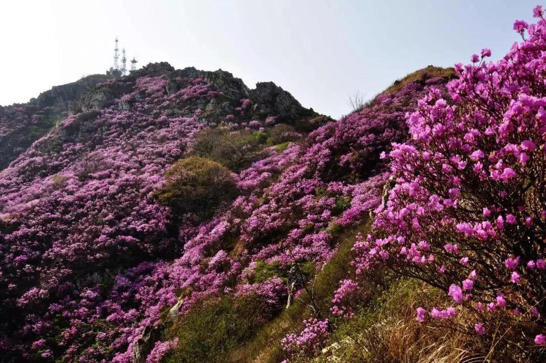 大黑山杜鹃花海新增赏花地 收藏这份赏花攻略