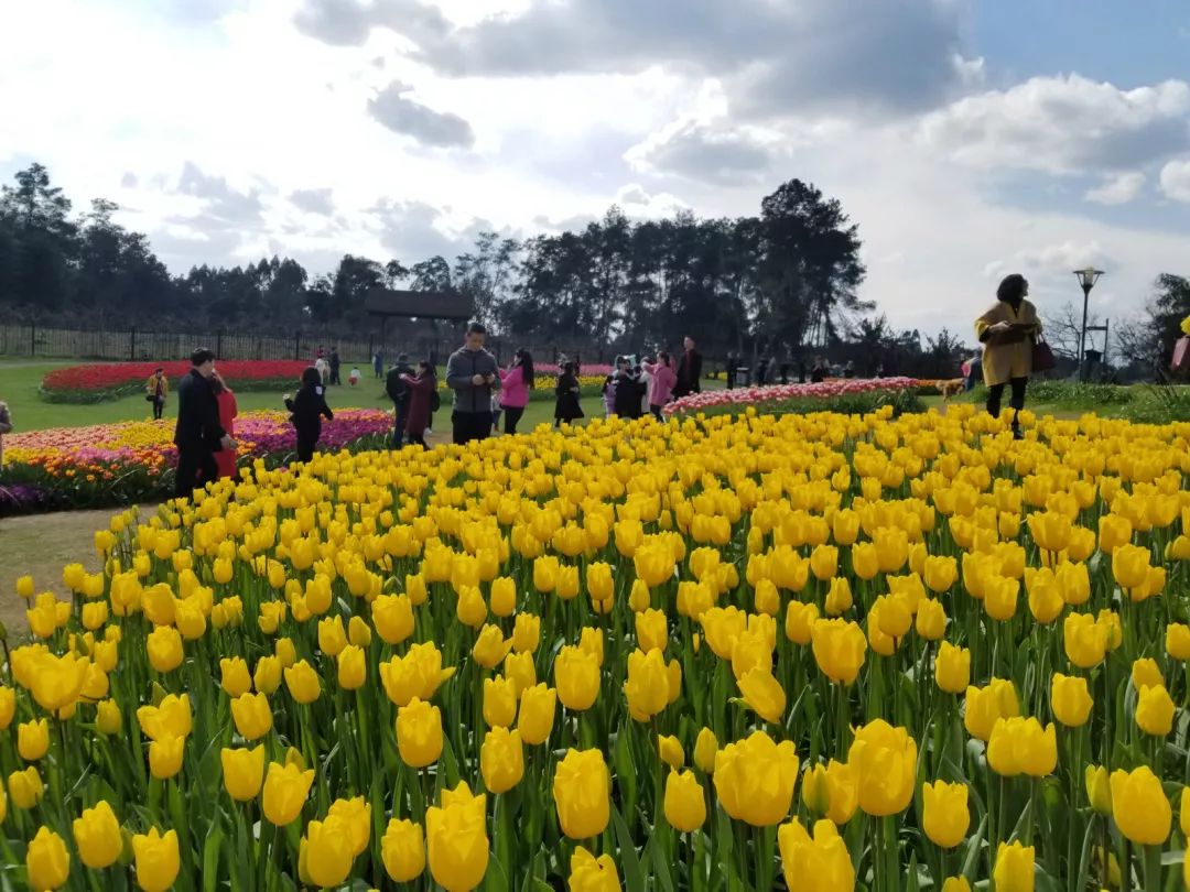 2019保利石象湖郁金香旅游节盛大启幕,郁金香花开成海