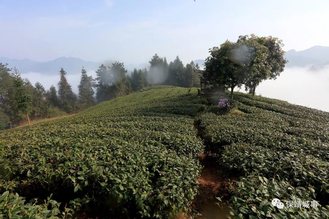 樱花盛开时节,保靖黄金茶邀你"寻找最美茶艺师"