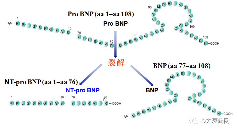 bnp vs nt-pro bnp