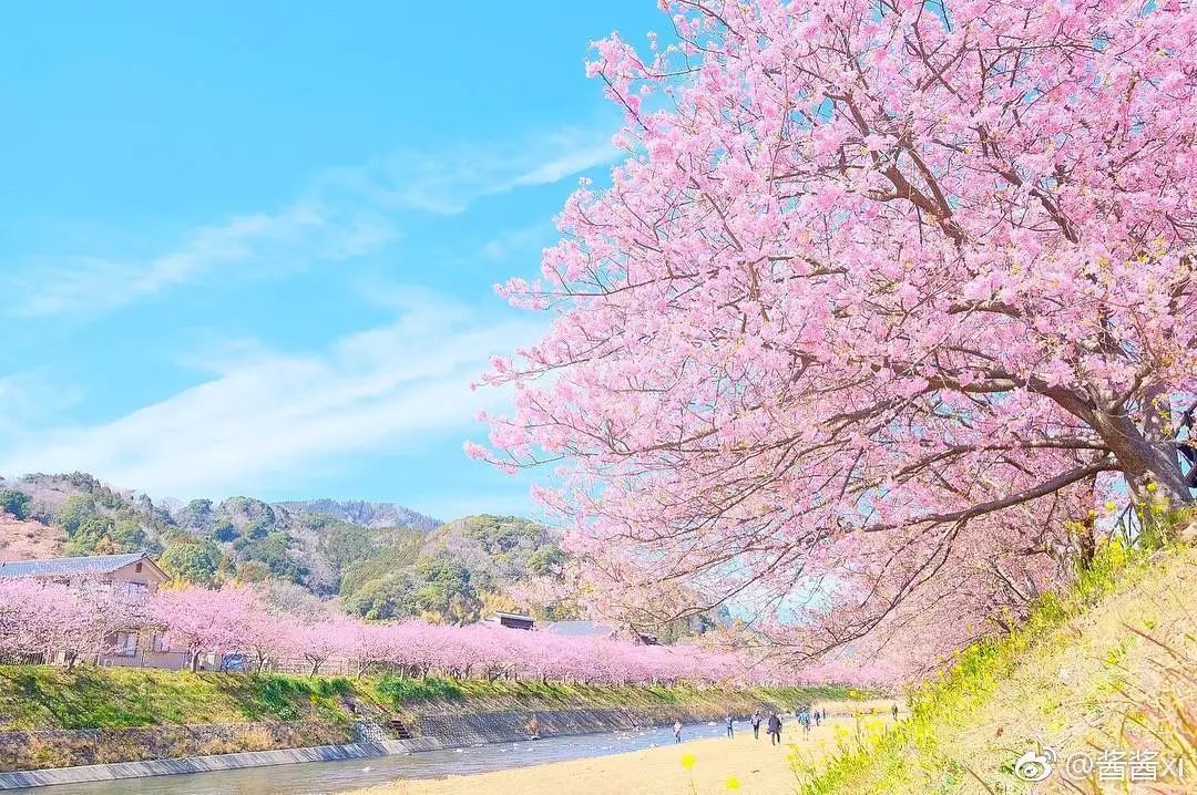 武汉浪漫樱花之旅