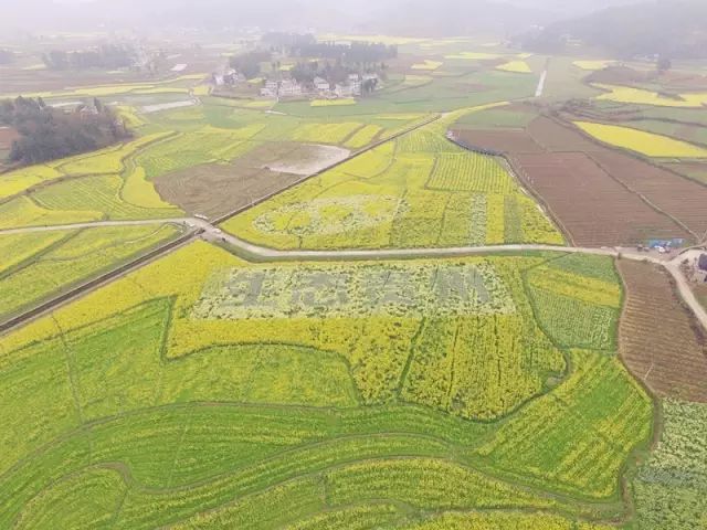 来到石板镇池坪村,瞬间被这金黄的海洋所吸引,穿越到这花丛中,浓郁的