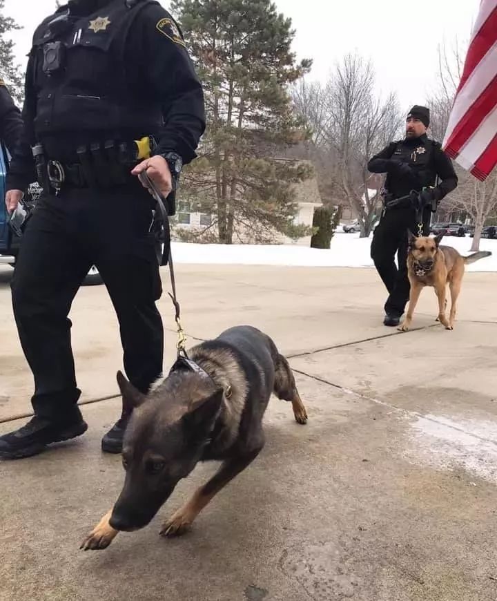 40只警犬悄咪咪的守在门口，只因为这个小女孩说她想看狗