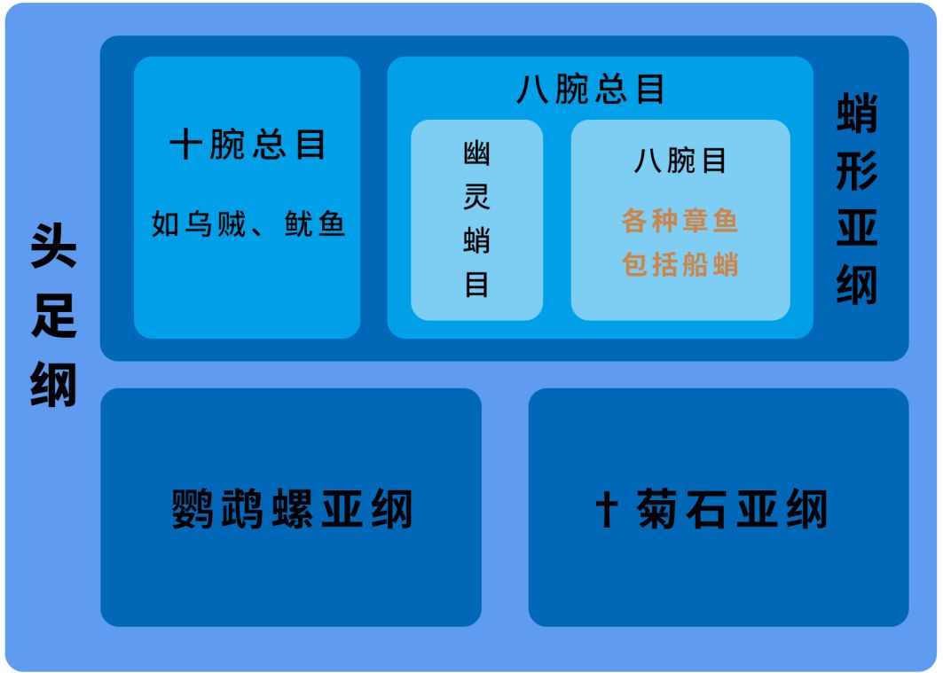 全球首次拍到的小可愛，被發現時還在悠閒吃水母 寵物 第15張