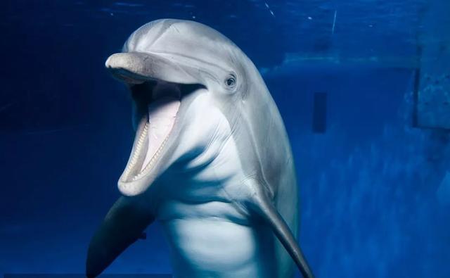 5万只动物5月初入住西宁海洋馆,7月开园运行!