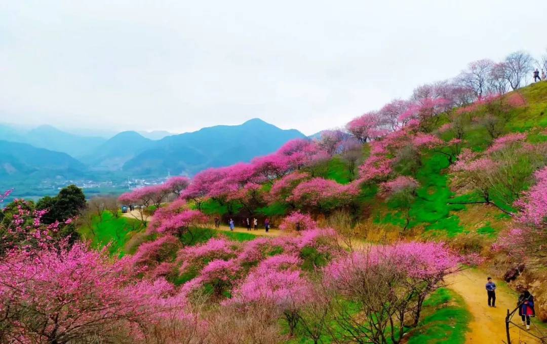 绍兴·香雪梅海