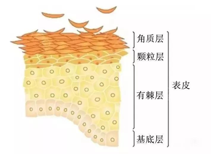 促进表皮角质细胞的正常代谢