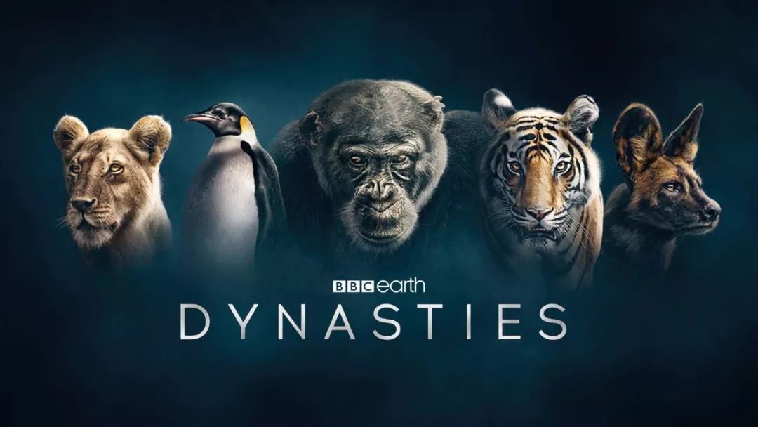 bbc神仙纪录片《王朝》:让孩子感受动物世界里的竞争与温情